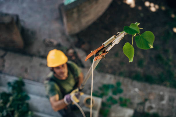 Best Tree Removal Near Me  in Linton Hall, VA